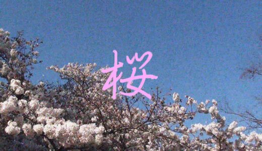 楽曲解説『桜』